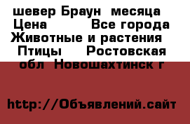 шевер Браун 2месяца › Цена ­ 200 - Все города Животные и растения » Птицы   . Ростовская обл.,Новошахтинск г.